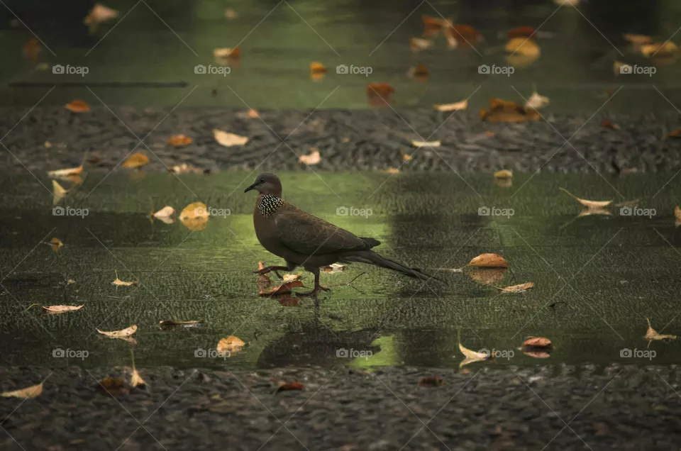 雨天