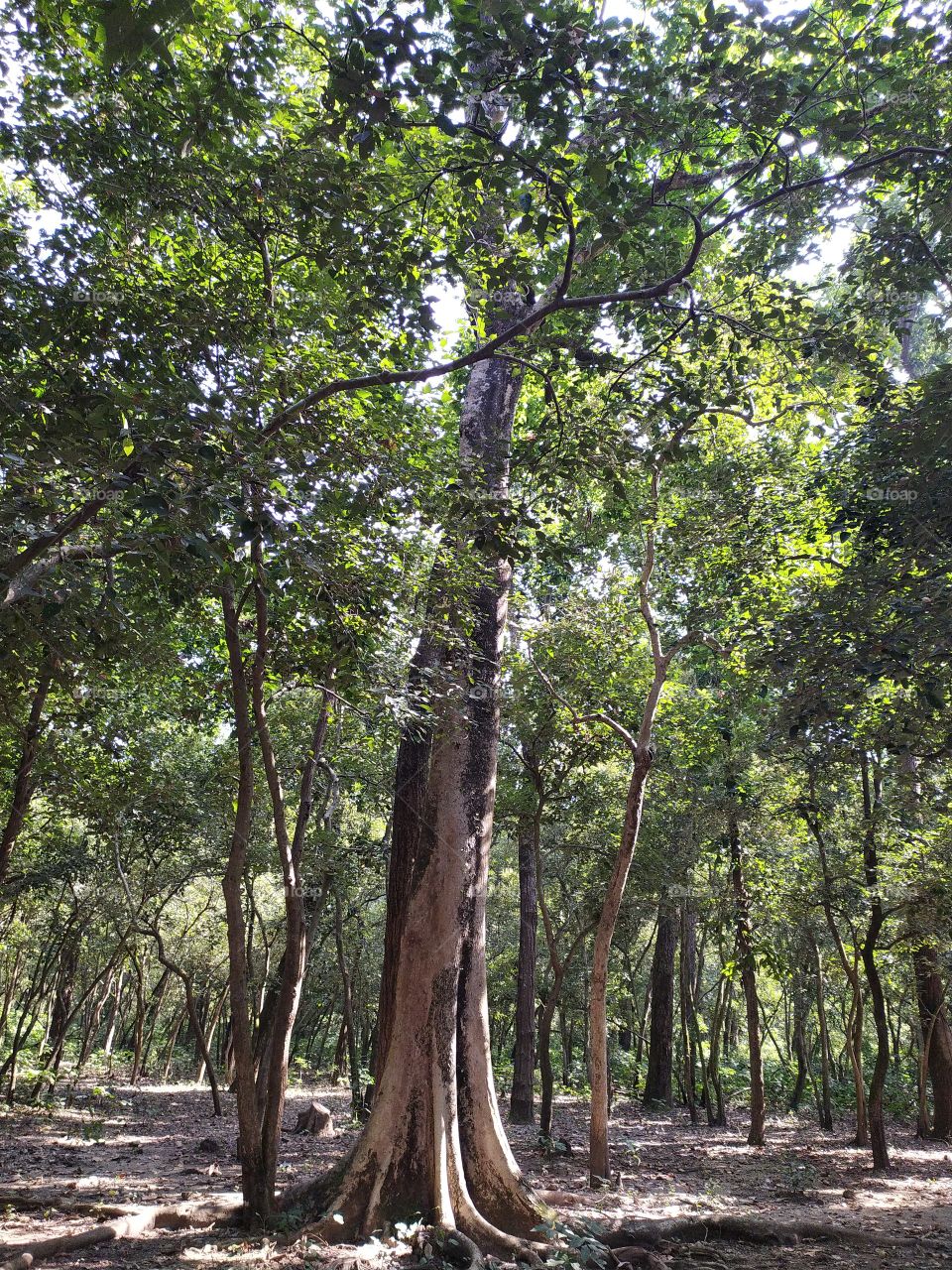 A pleasant trip through the woods, really refreshing specially in these tough times