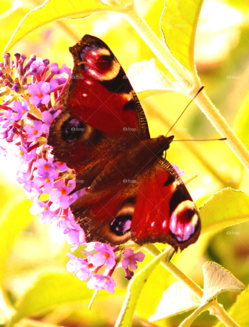 wings spread