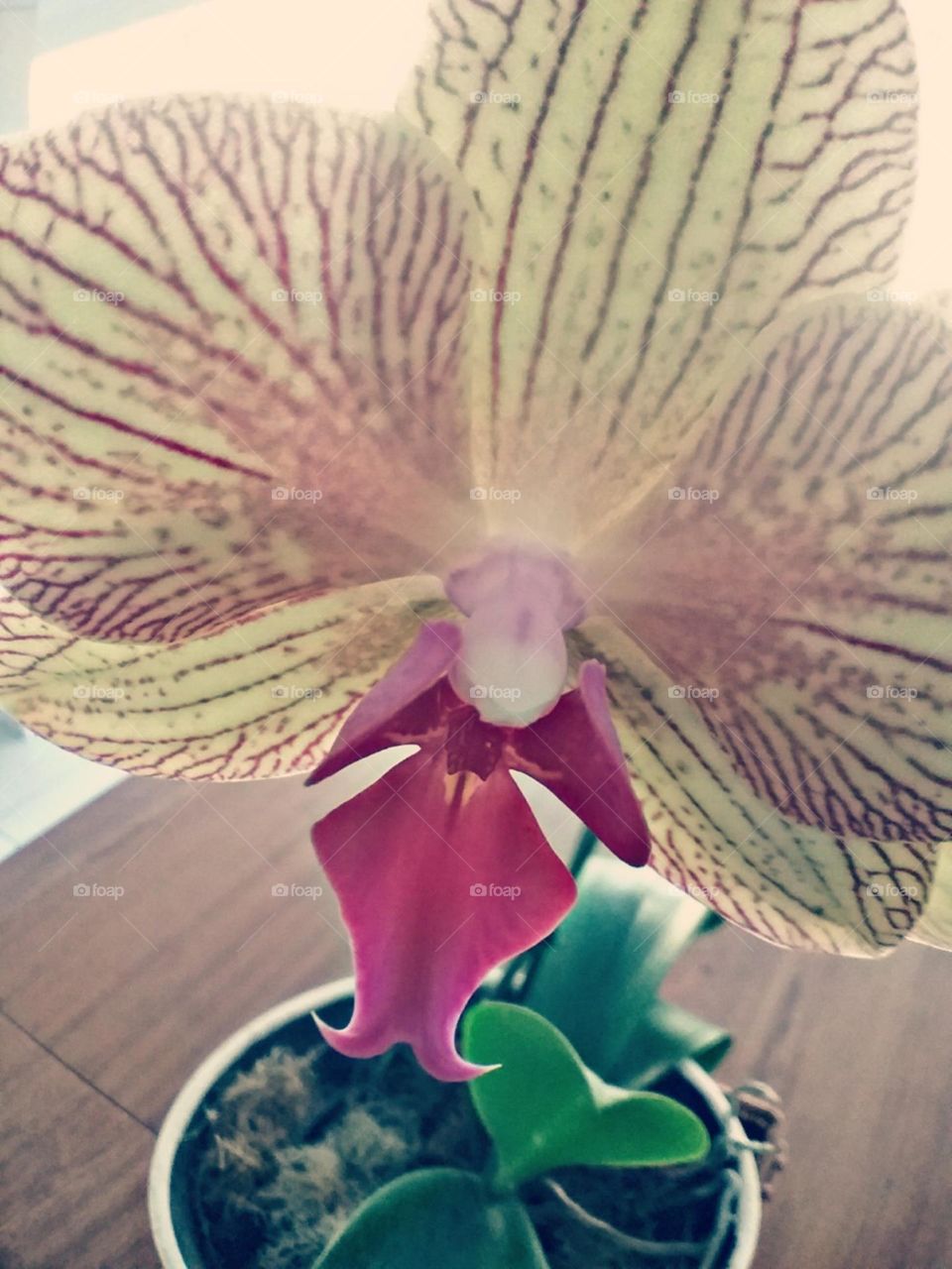 A orquídea com suas listras.