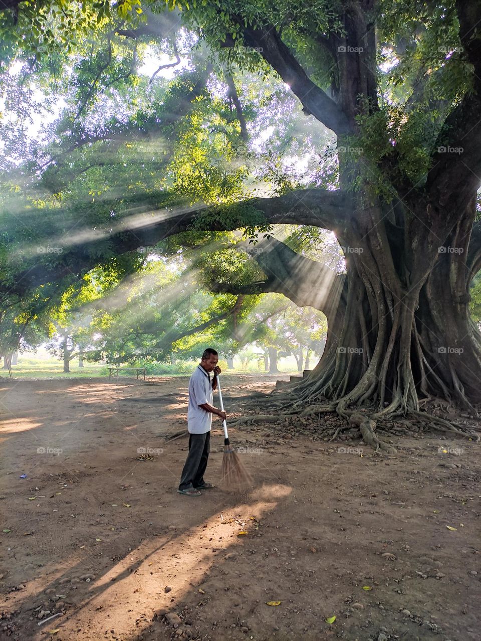The gardener who is cleaning a big tree