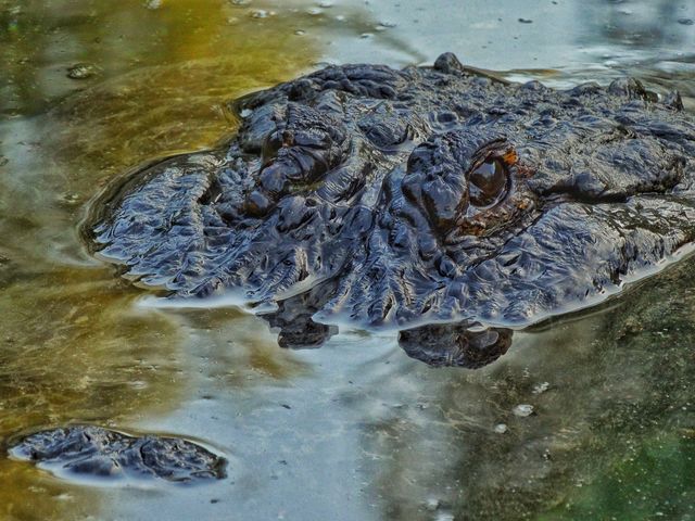 Crocodile Lurking In The Water

