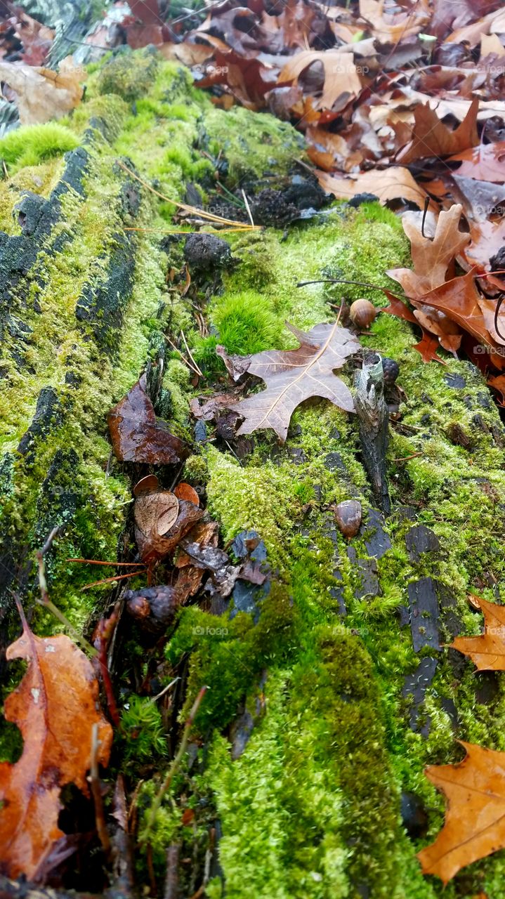 moss covered tree