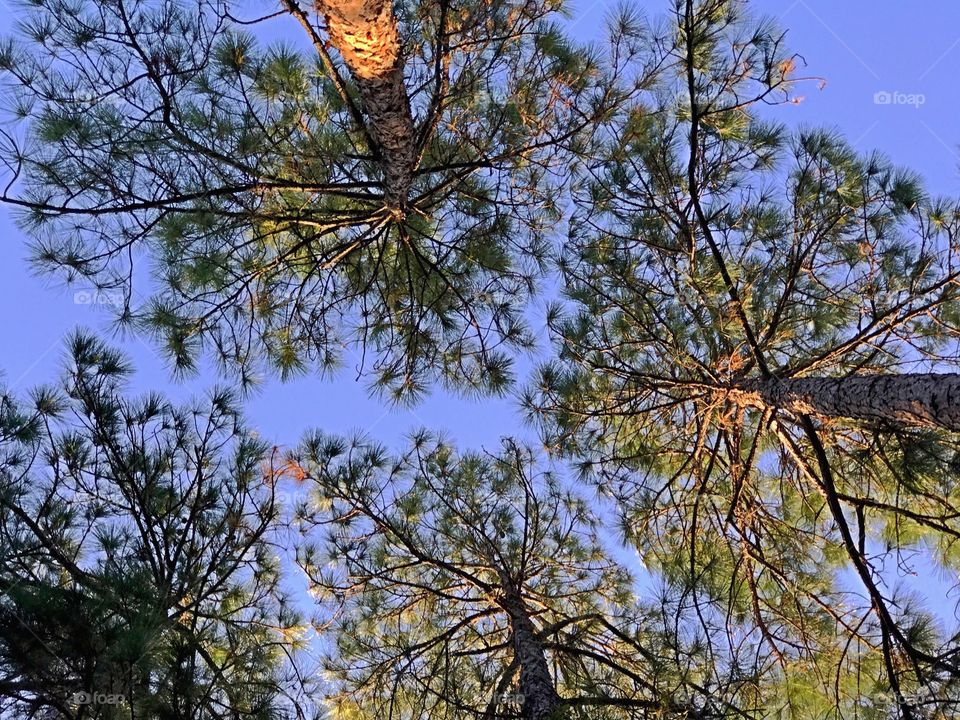 Tall pines in the forest 