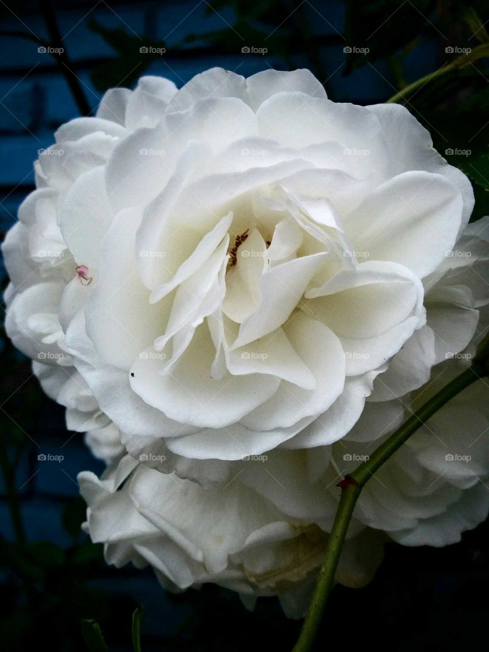 white  rose