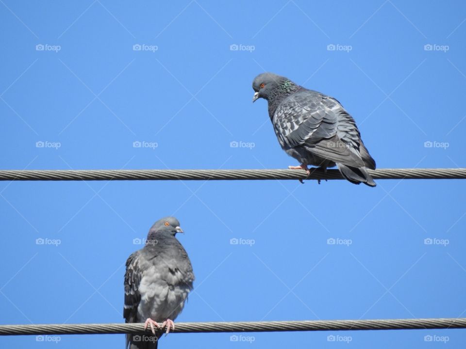 Bird, Pigeon, Wildlife, Nature, Feather