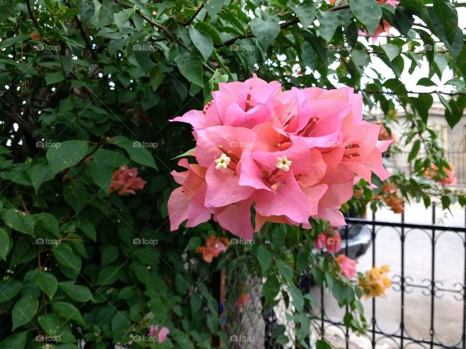 Flor de bugambilias