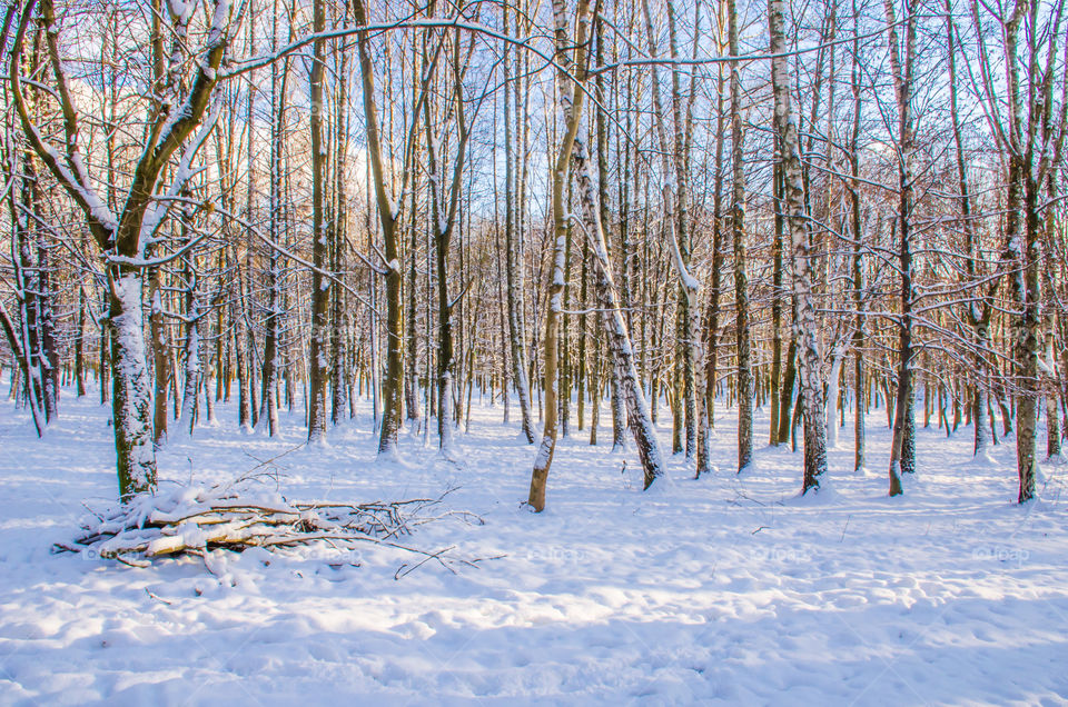 winter landscape