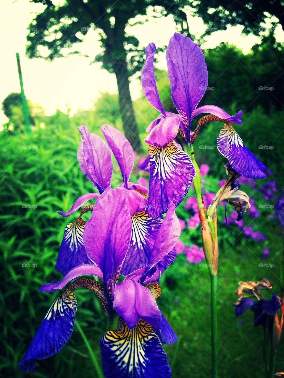 Purple flowers.