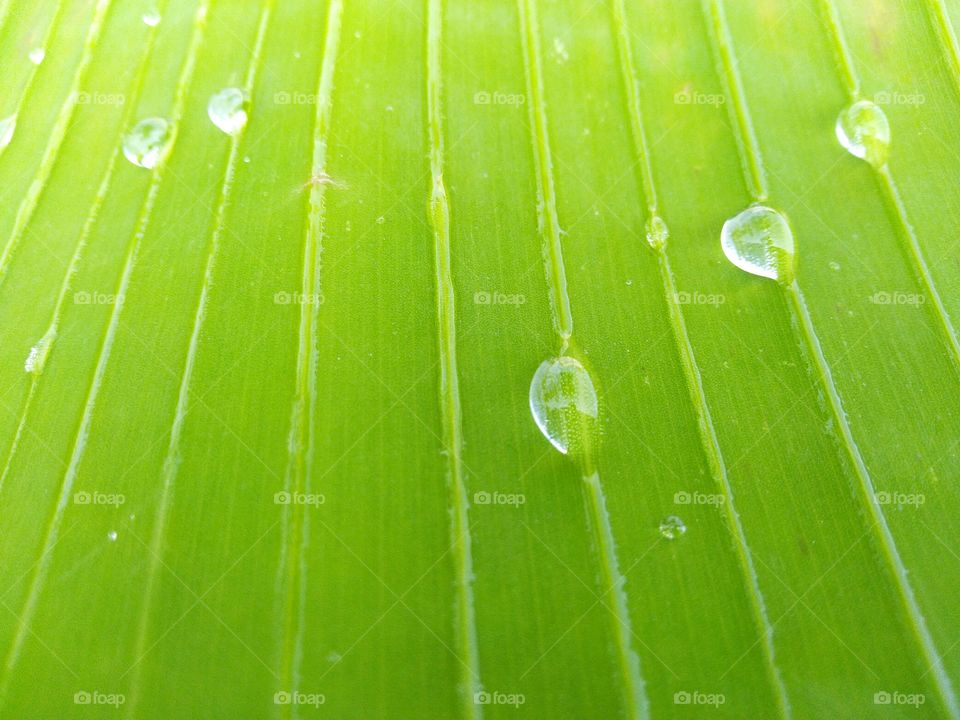Dew, Leaf, Rain, Flora, Drop