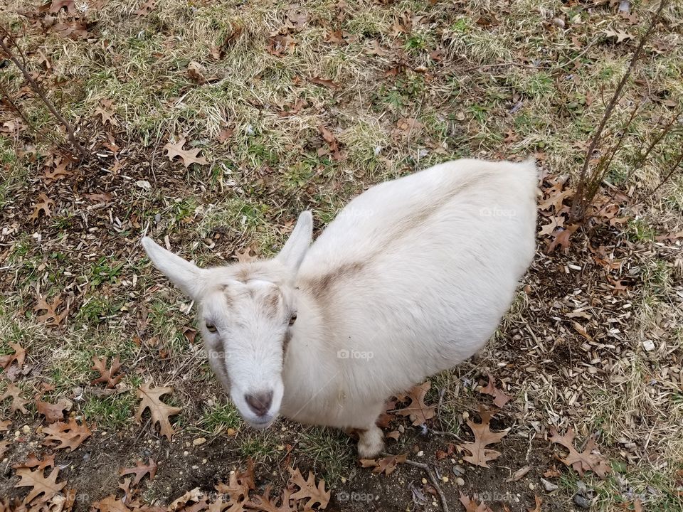 The friendly goat Nella