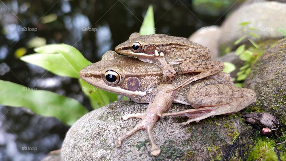A pair of frogs are mating by the pond.
This is Hylarana Chalconota Schlegel or Brown Stream Frog, a species of "true frog", family Ranidae. It is endemic to Indonesia