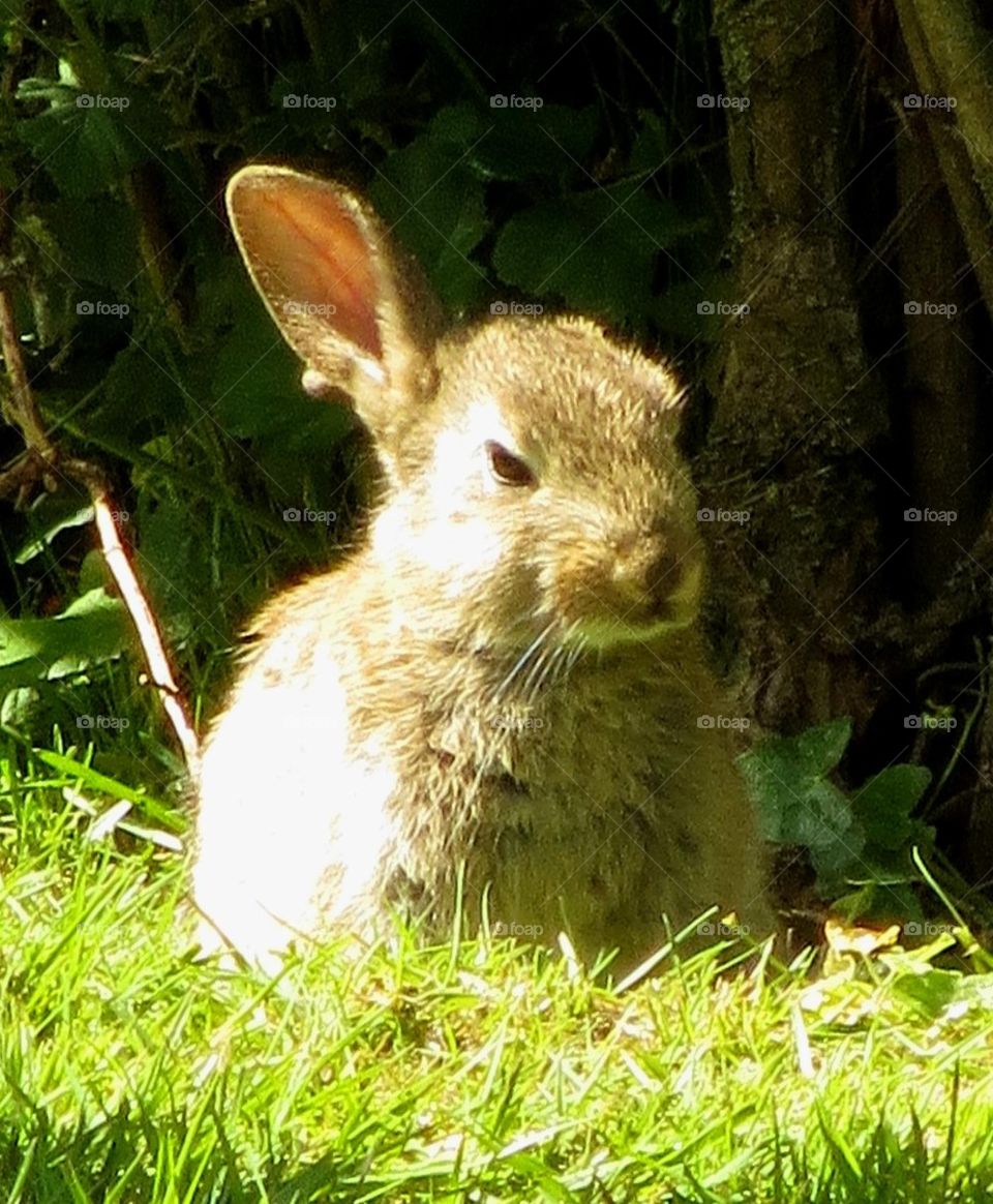 Hare