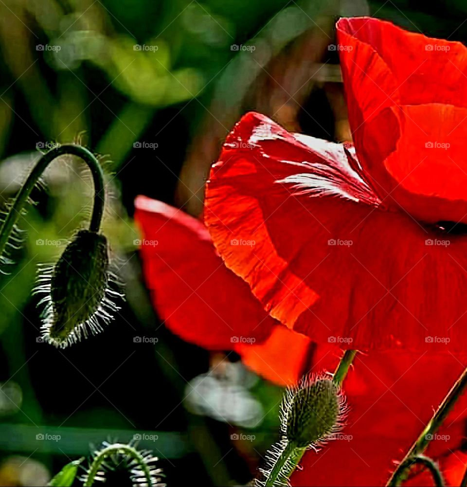 Close up shot on red poppies and green poppy buds in Brittany