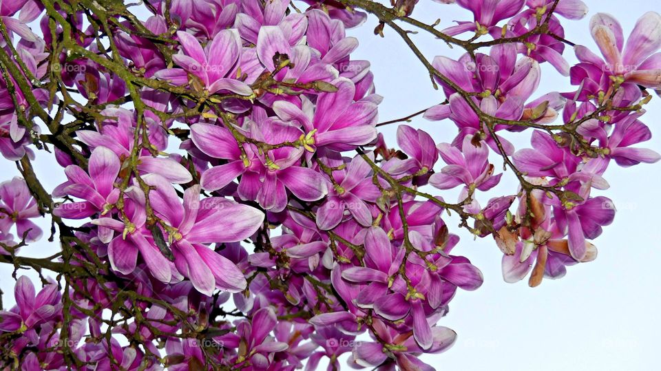 Color Purple - Native to Asia, lily magnolia has a compact, rounded form and produces a massive display of lily-shaped pinkish-purple flowers with six or seven petals