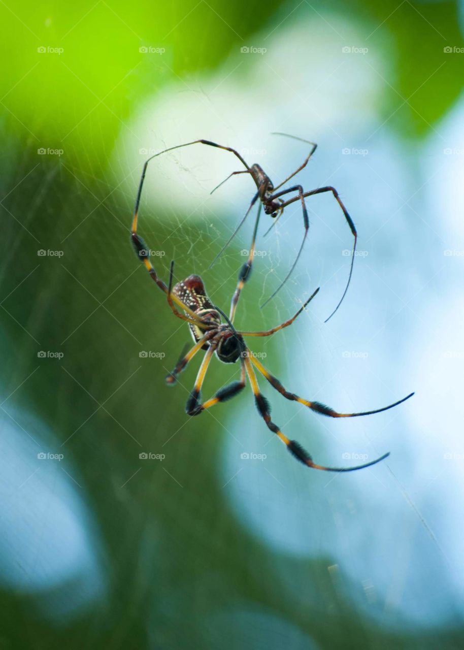 large yellow and black spider on web with smaller dark spider above on the other side against a blurred green tree and blue sky background