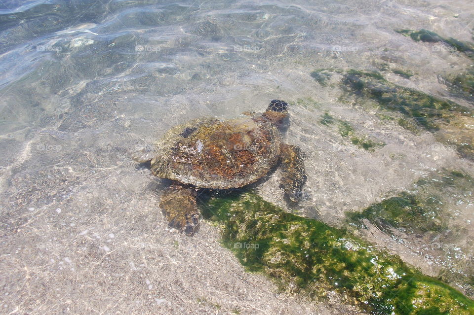 Sea Turtle
Big Island, Hawaii