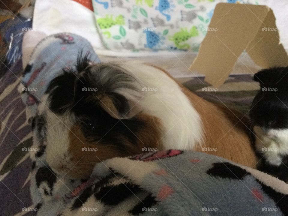 Jonathan playful guinea pig 