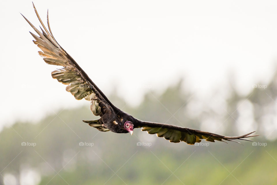 Turkey vulture in flight taking a sunset bath