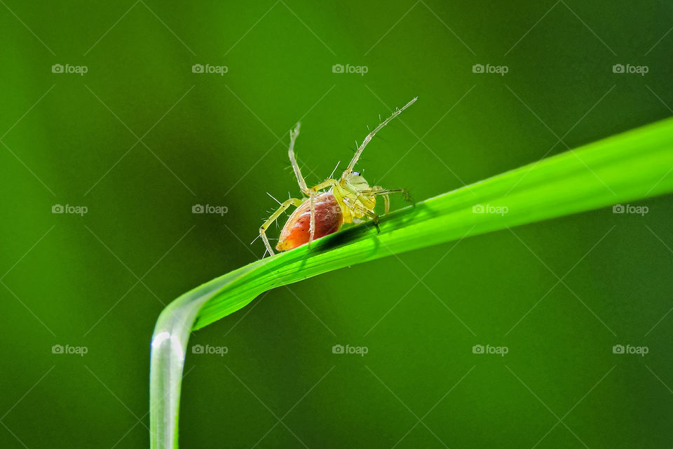 Yellow spider on the Green