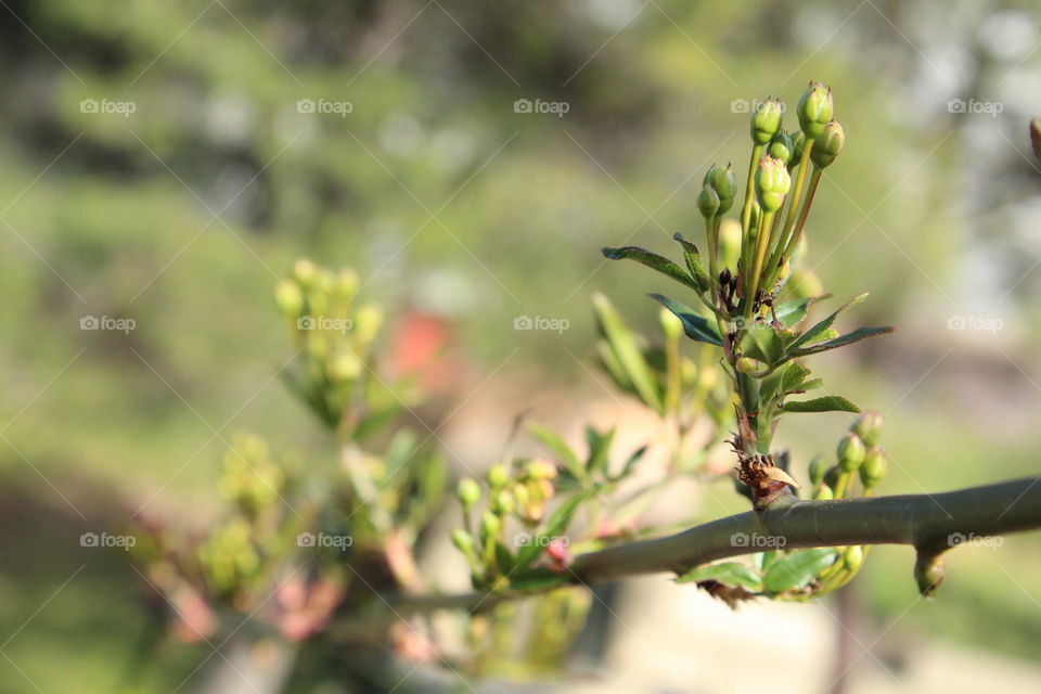 First buds of spring