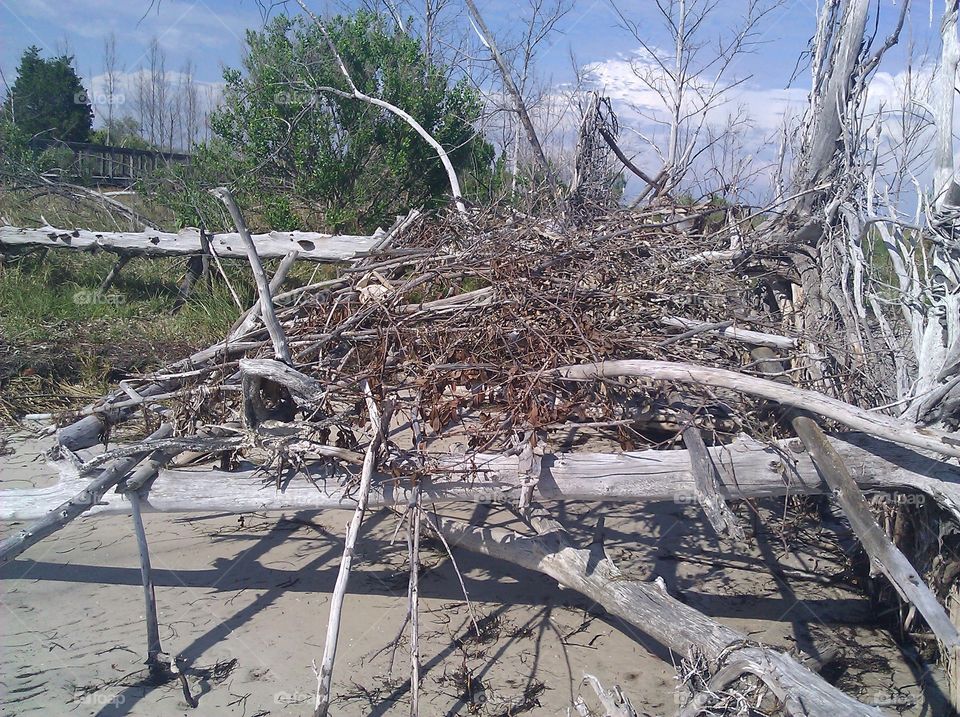 driftwood on Anclote Key