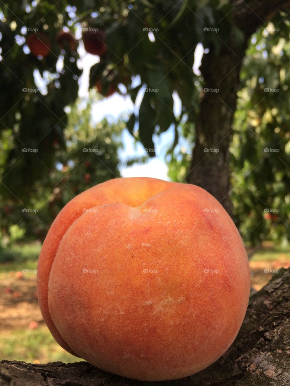 The perfect peach. Ah yummy!!