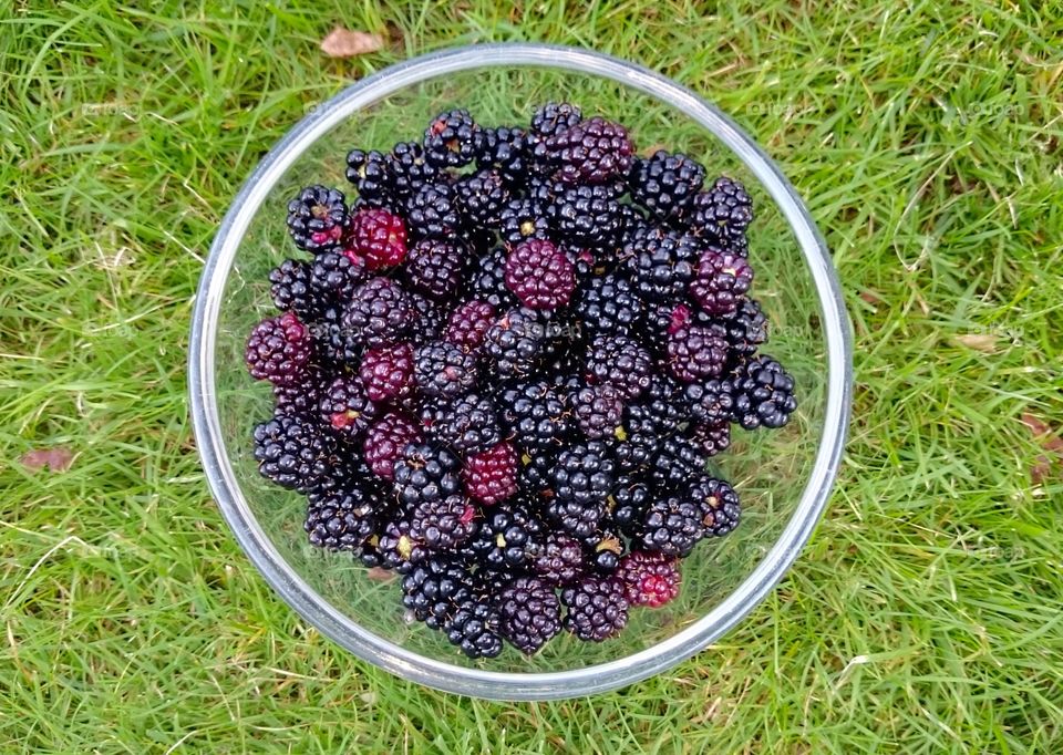 Bowl of blackberry