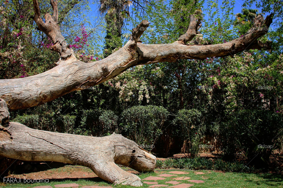 tree trunk on ground