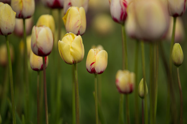 Field of tulips