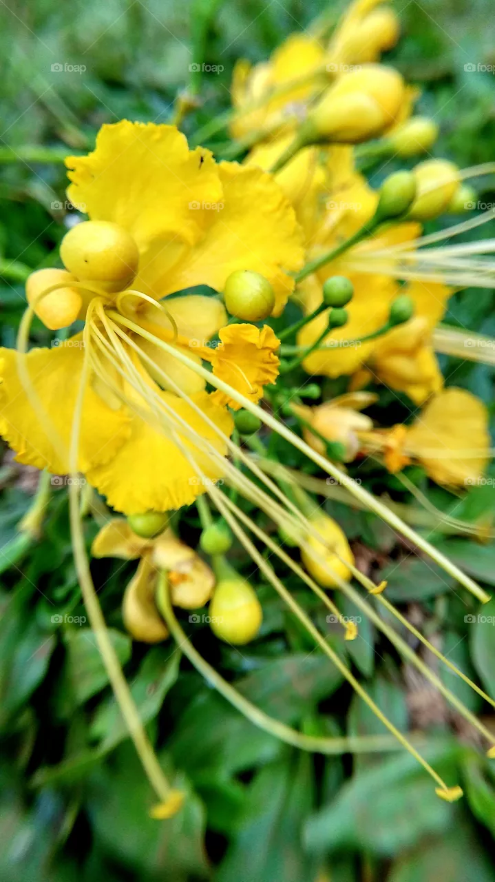 yellow pistil