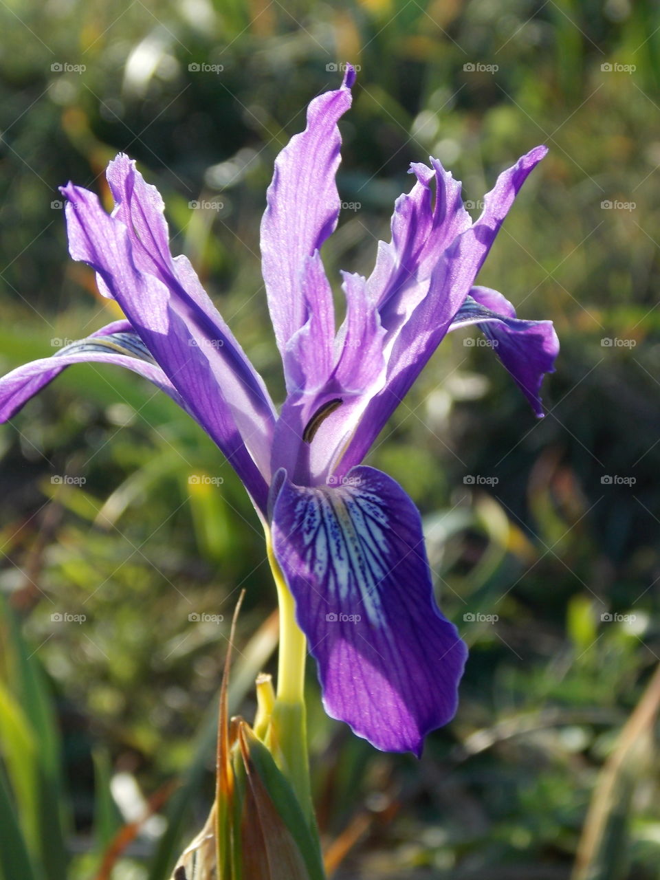 Close-up of purple flower in sunlight
