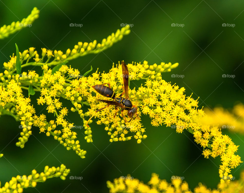 Beautiful yellow flower with a gorgeous green bokeh background and a wasp enjoying the lovely nature. 