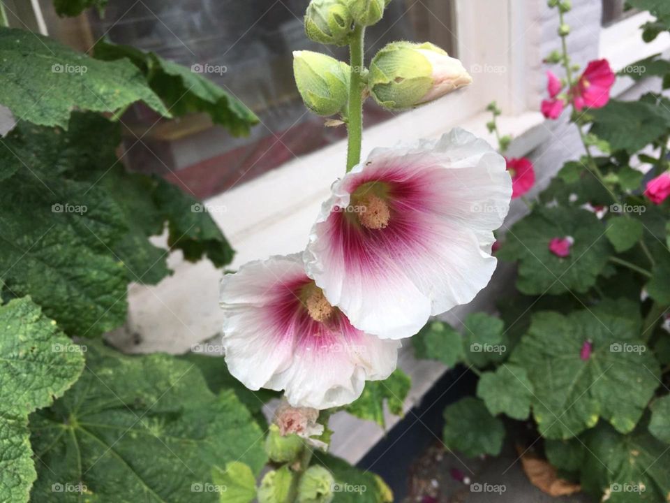 Flores muito bonitas, clicadas na Holanda e reproduzidas aqui no Brasil. Viva a natureza!