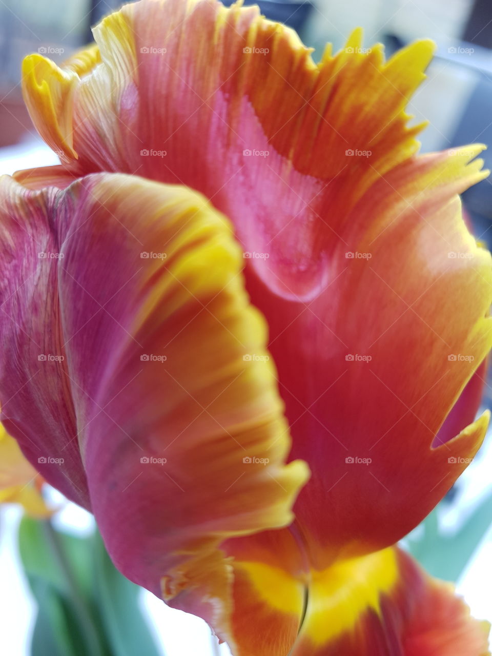 Beautiful tulip