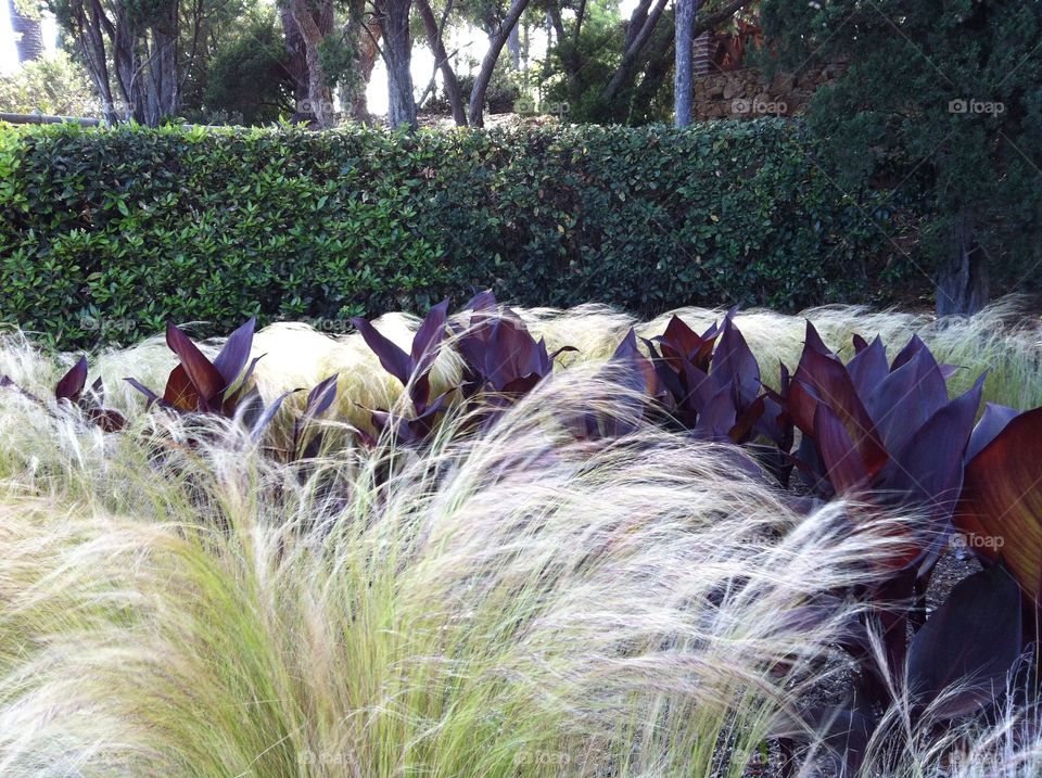 Close-up of plants and grass