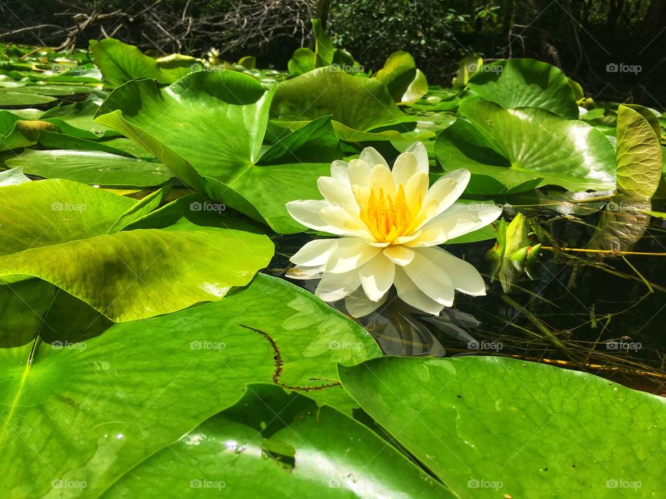 Water Lillie’s 