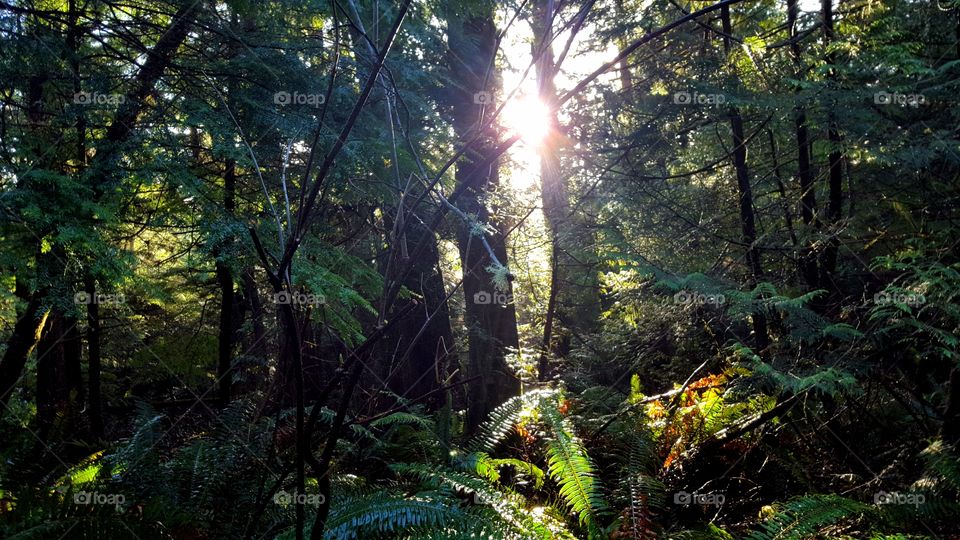 Sunlight making it's way through trees