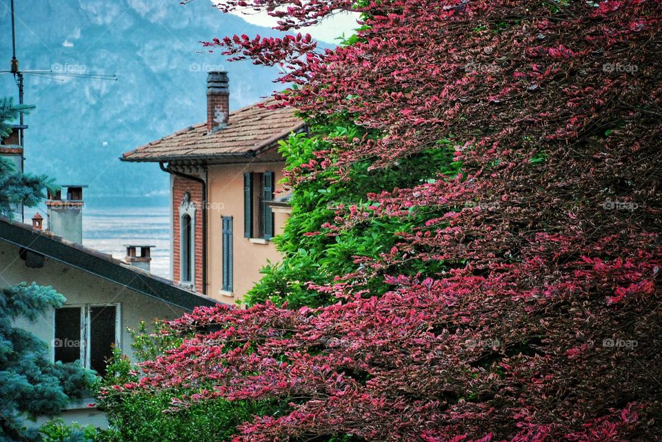 Rooftops and windows