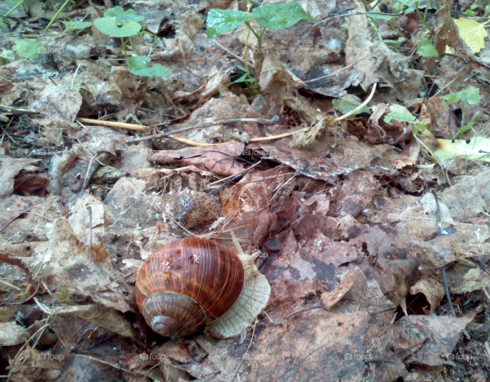 Snail, Shellfish, Shell, Nature, Slow