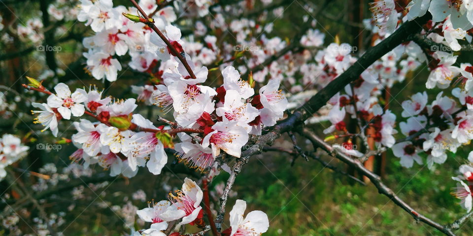 apricot bloom in the city of Kiev