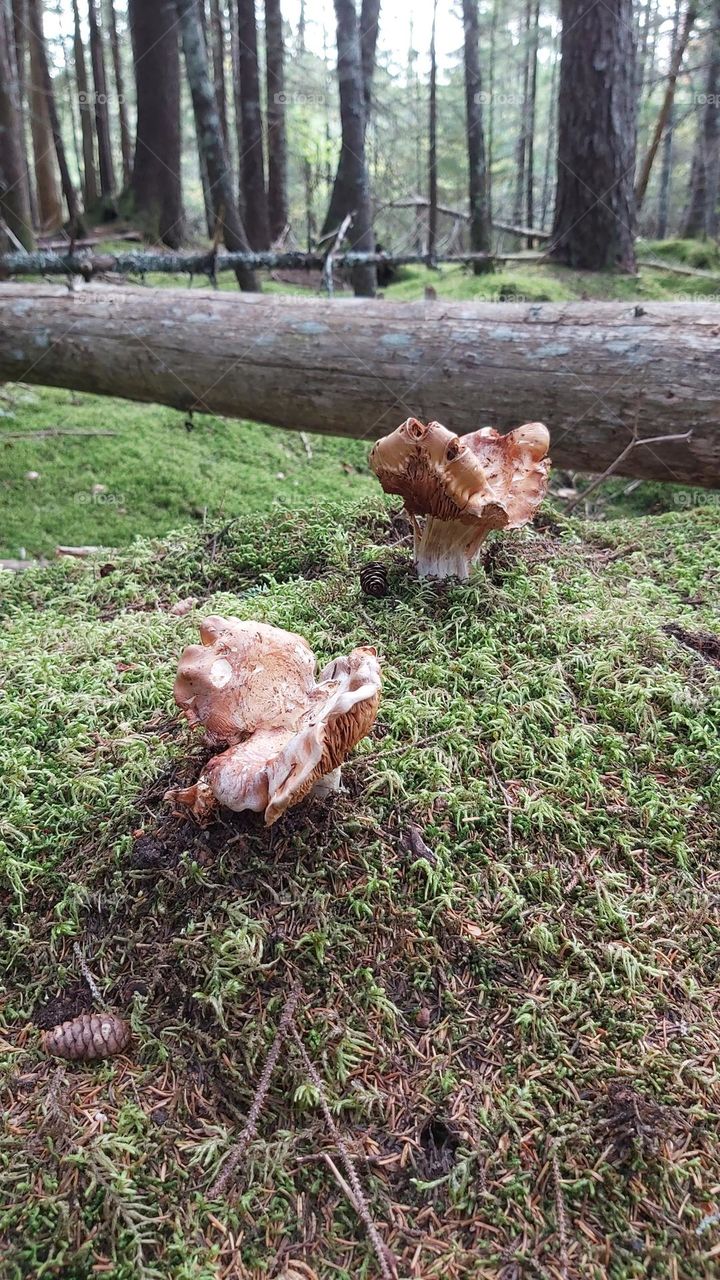 Fun with Fungi