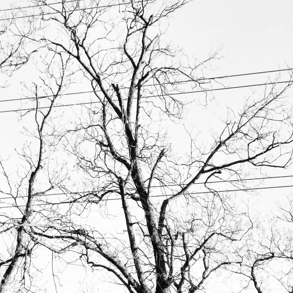 tree and wires. winter time.