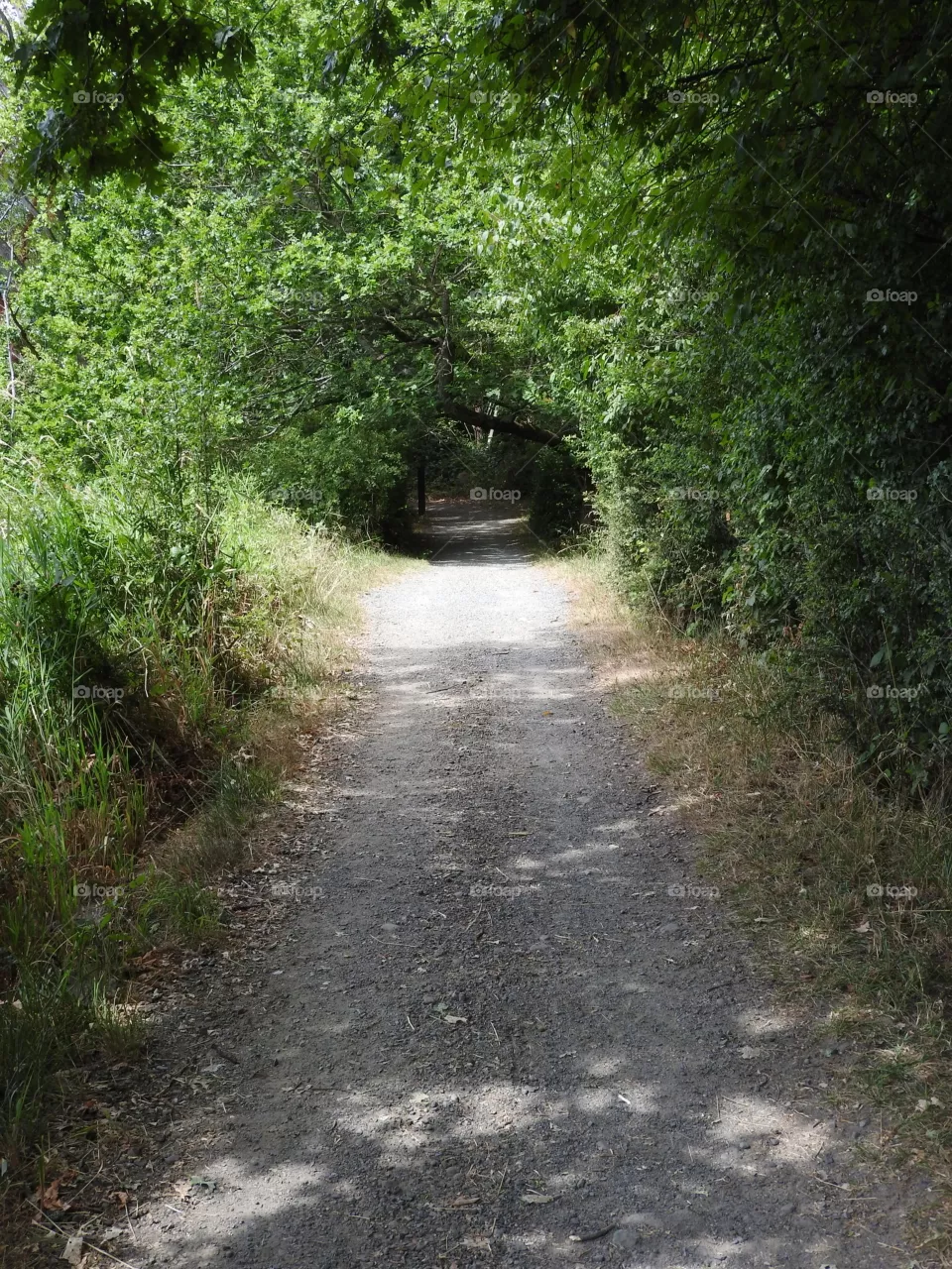 Path