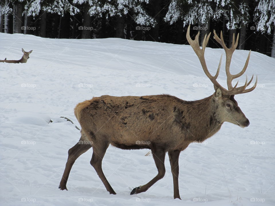 The King of the forest - winter - park paneveggio dolomiti - snow