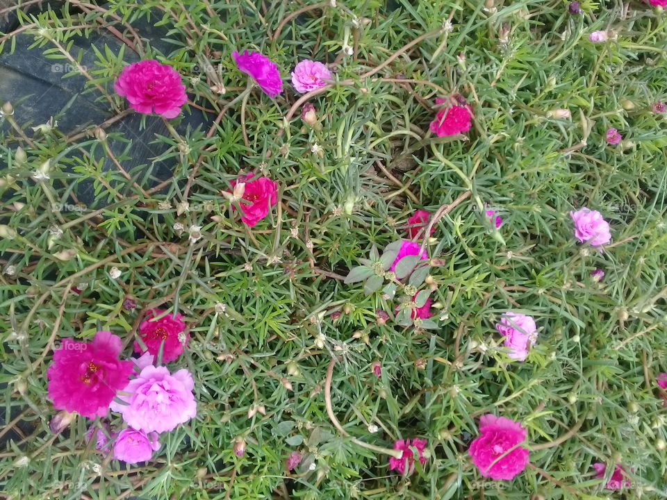The flowers on grass