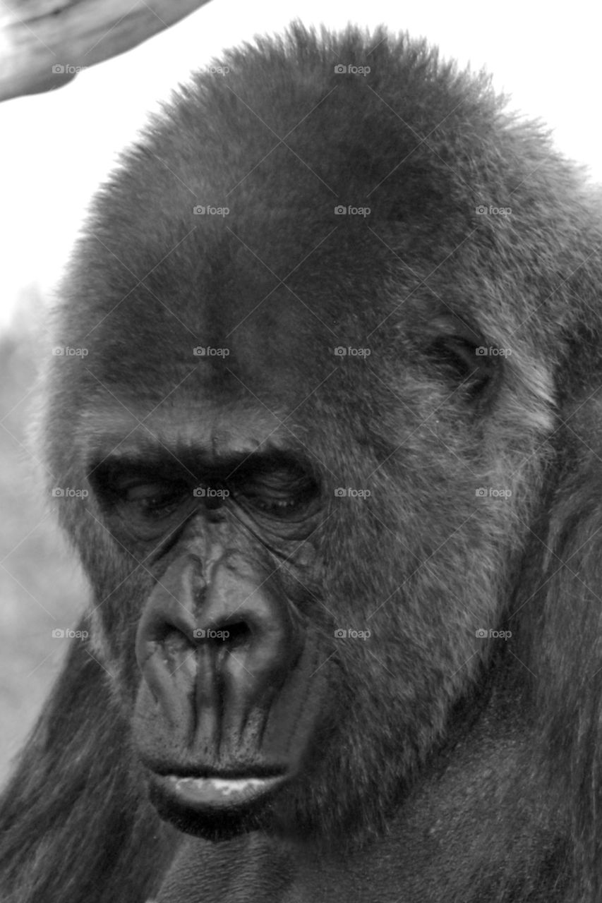 A Silverback Gorilla sitting pensively in captivity at the zoo