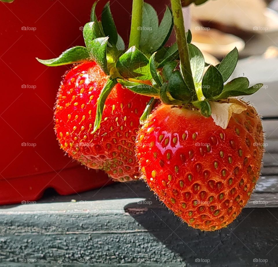 Strawberry