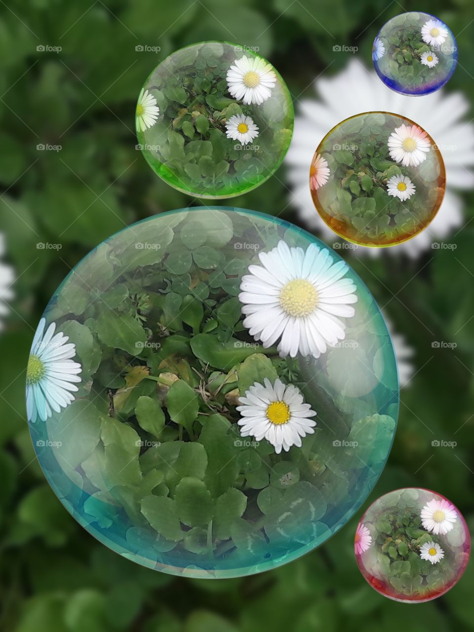 daisies in bubbles