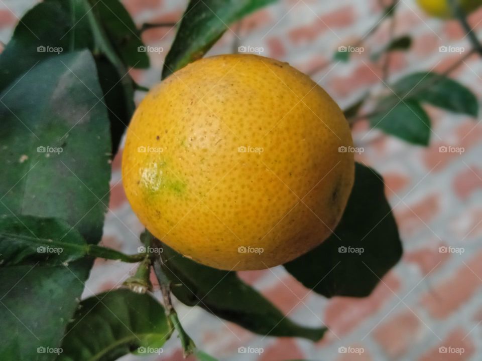 lemon yellow color outdoor photography Indian lemon India